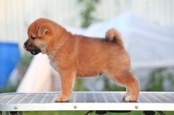 picture of dog