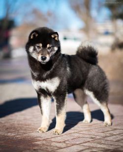 picture of dog
