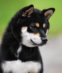 picture of dog