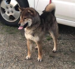 picture of dog