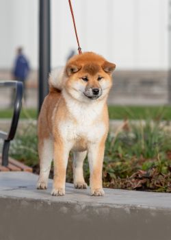 picture of dog