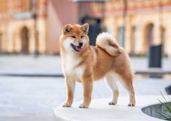 picture of dog