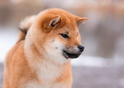 picture of dog