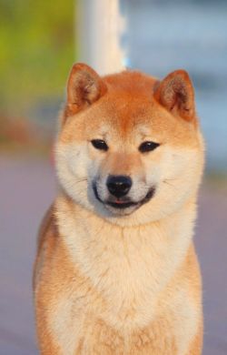 picture of dog