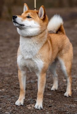 picture of dog