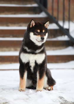 picture of dog