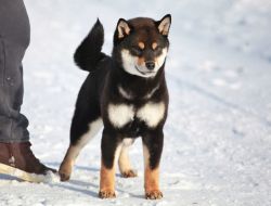 picture of dog