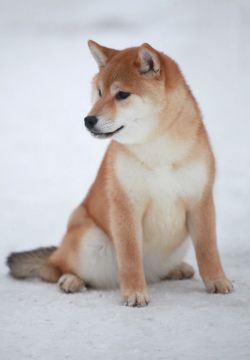 picture of dog
