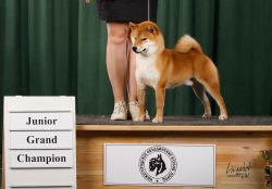 picture of dog