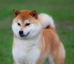 picture of dog