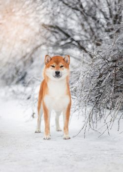picture of dog