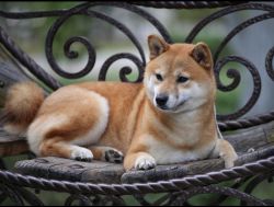 picture of dog