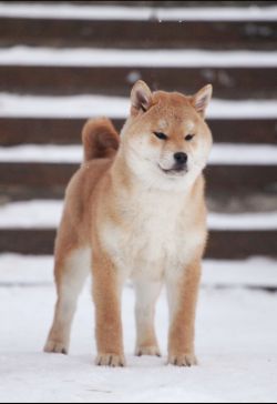 picture of dog