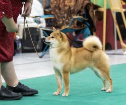 picture of dog