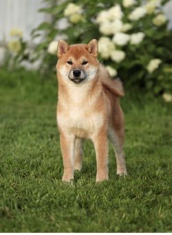 picture of dog