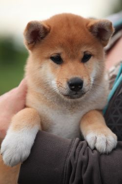 picture of dog