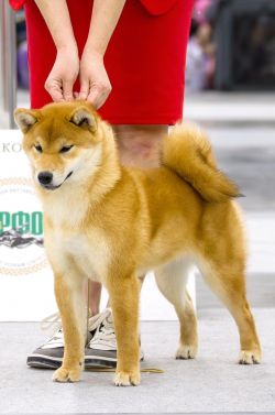 picture of dog