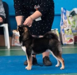 picture of dog