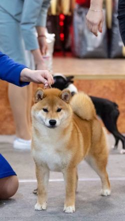 picture of dog