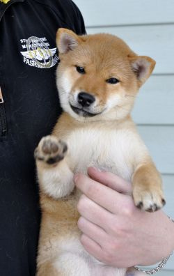 picture of dog