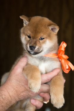 picture of dog