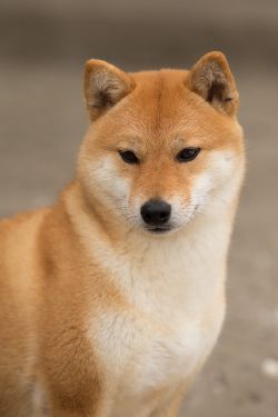 picture of dog