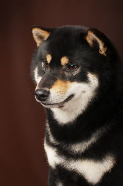 picture of dog