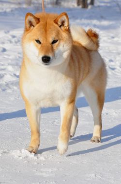 picture of dog
