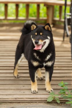picture of dog