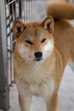 picture of dog