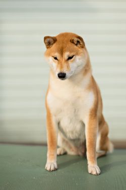 picture of dog
