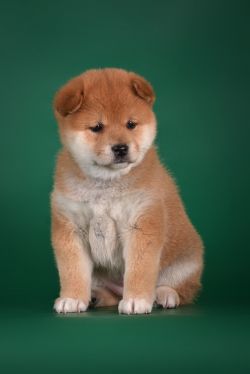 picture of dog