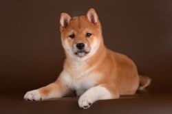 picture of dog