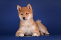 picture of dog