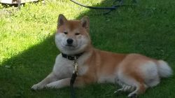 picture of dog