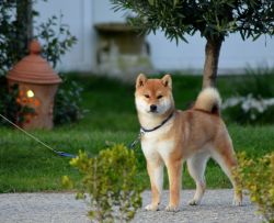 picture of dog
