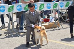 picture of dog