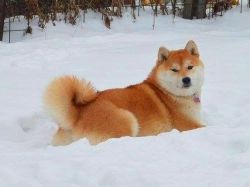 picture of dog