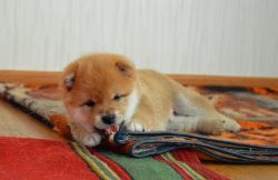 picture of dog