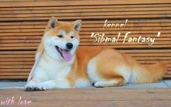 picture of dog
