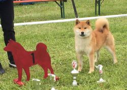 picture of dog