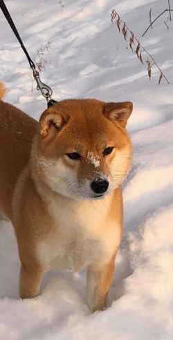 picture of dog