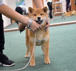 picture of dog