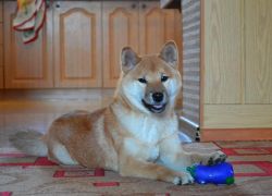 picture of dog