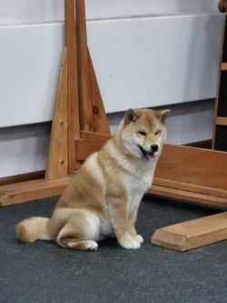 picture of dog