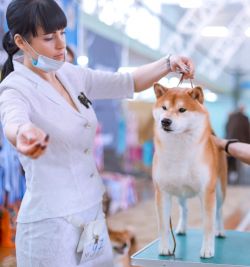 picture of dog