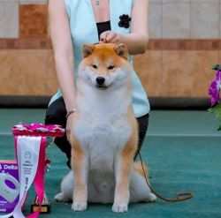 picture of dog