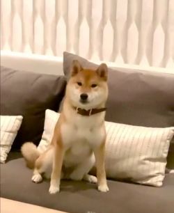 picture of dog