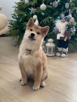picture of dog
