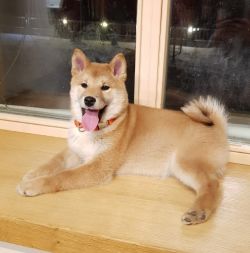 picture of dog